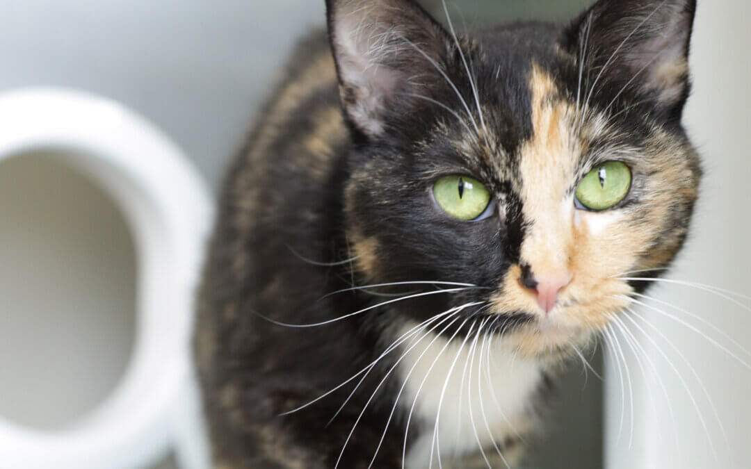 What To Do When Cats Don’t Use Their Litterbox