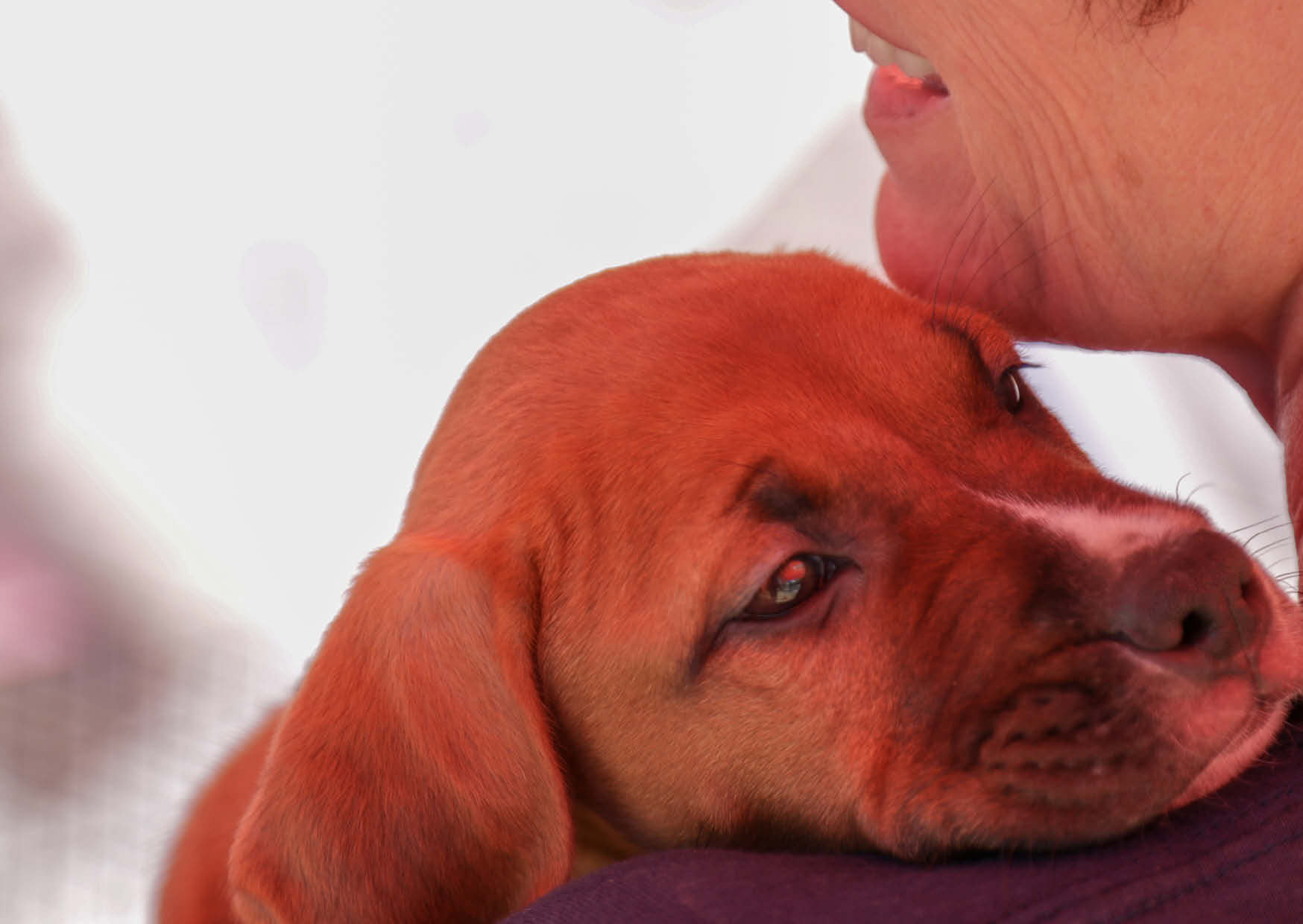 Keeping Families Together - Michigan Humane
