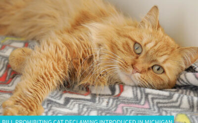 Bill Prohibiting Cat Declawing Introduced in Michigan 