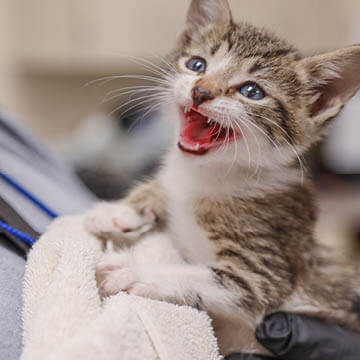 Dog digging sand at beach