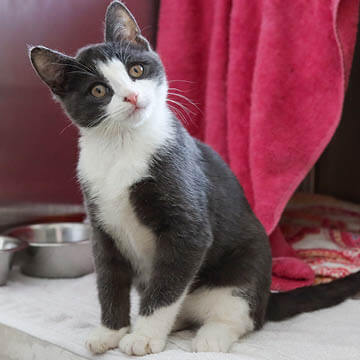 Dog visiting the veterinarian.