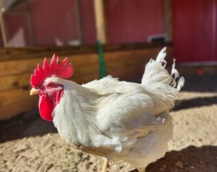 Keeping Chickens in Michigan