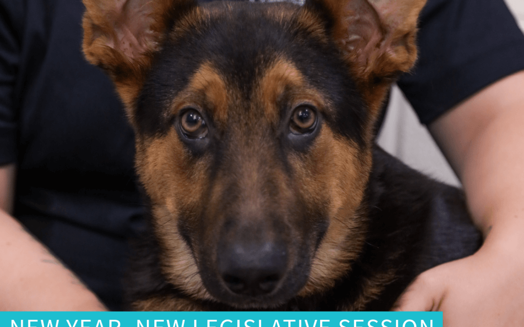 New Year, New Legislative Session