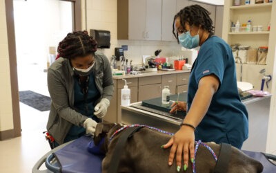Our Commitment to the Next Generation of Metro Detroit Veterinary Professionals 