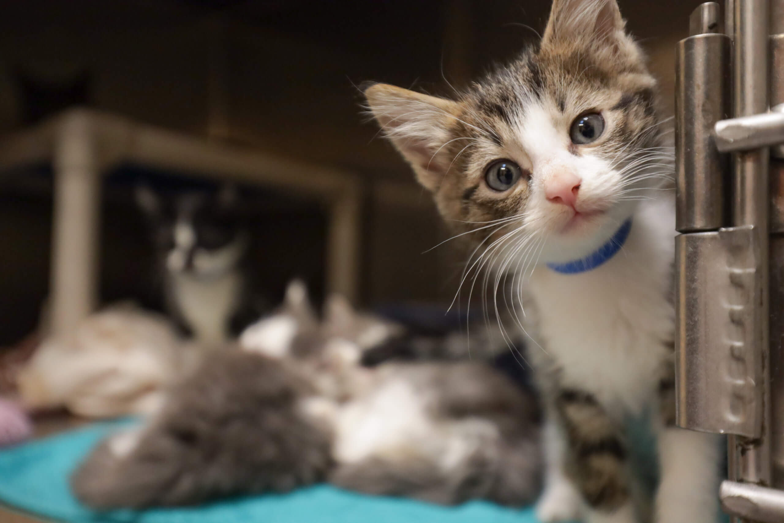 Kittens for foster push -4772