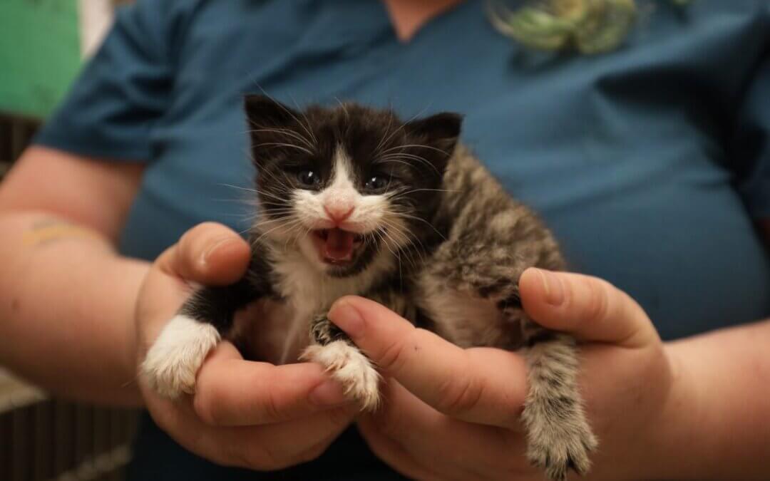 Michigan Humane Kitten Shower 2023 (Part 2)