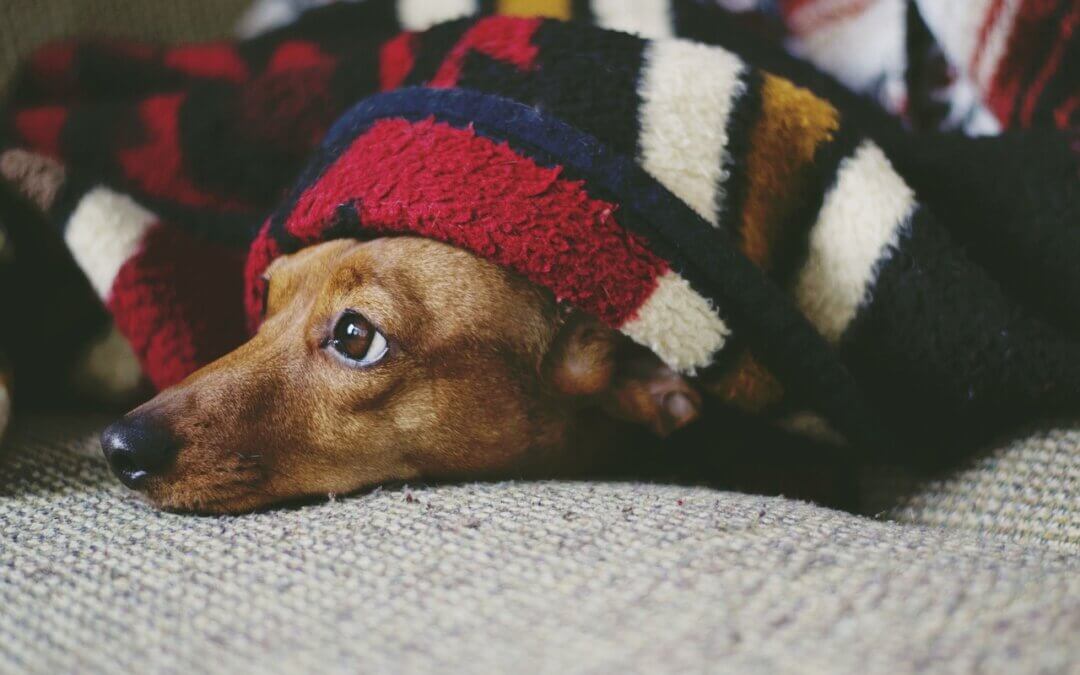 Keeping Pets Safe During Cold Weather