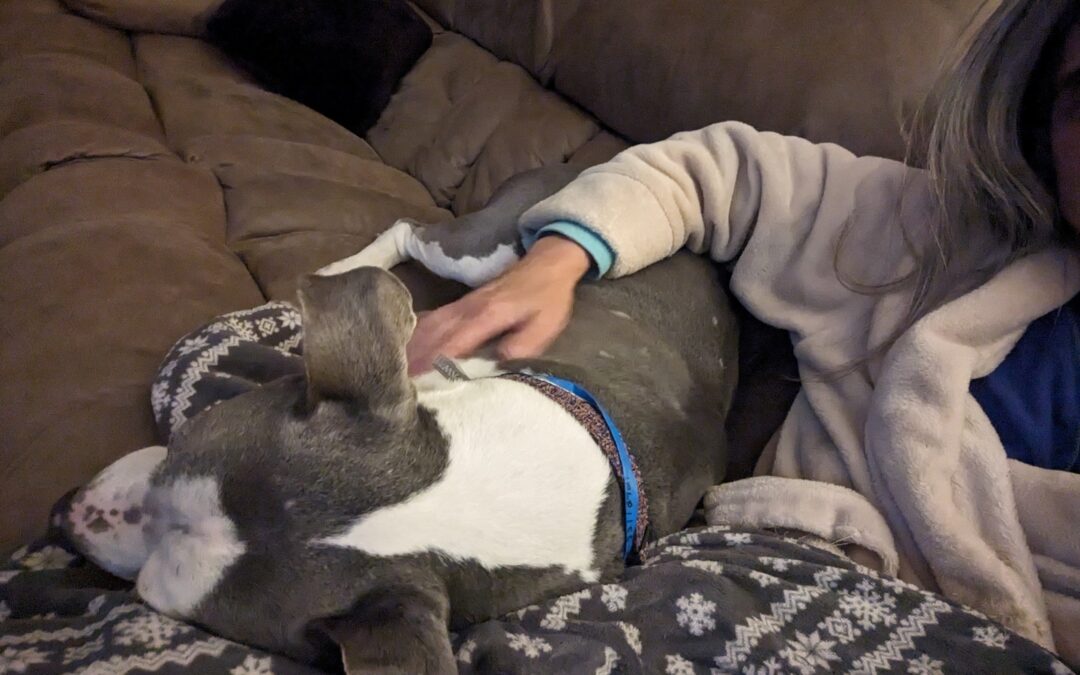 Pet Safety During the Fourth of July