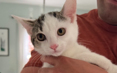 New Bill Would Create a Tax Credit for Animal Foster Care Providers