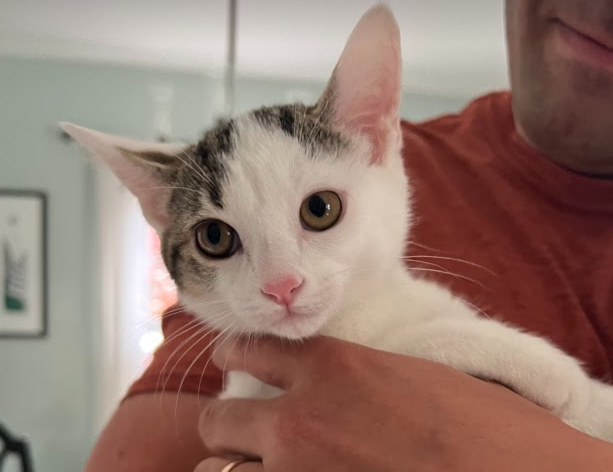 New Bill Would Create a Tax Credit for Animal Foster Care Providers