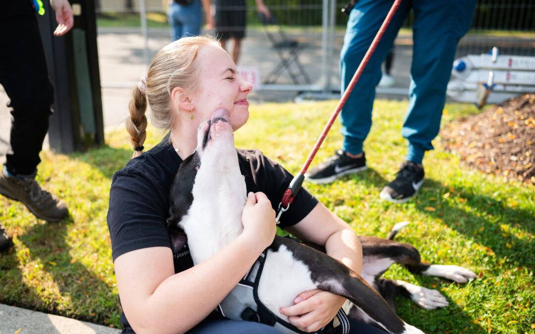 Tips For Bringing Home a New Pet