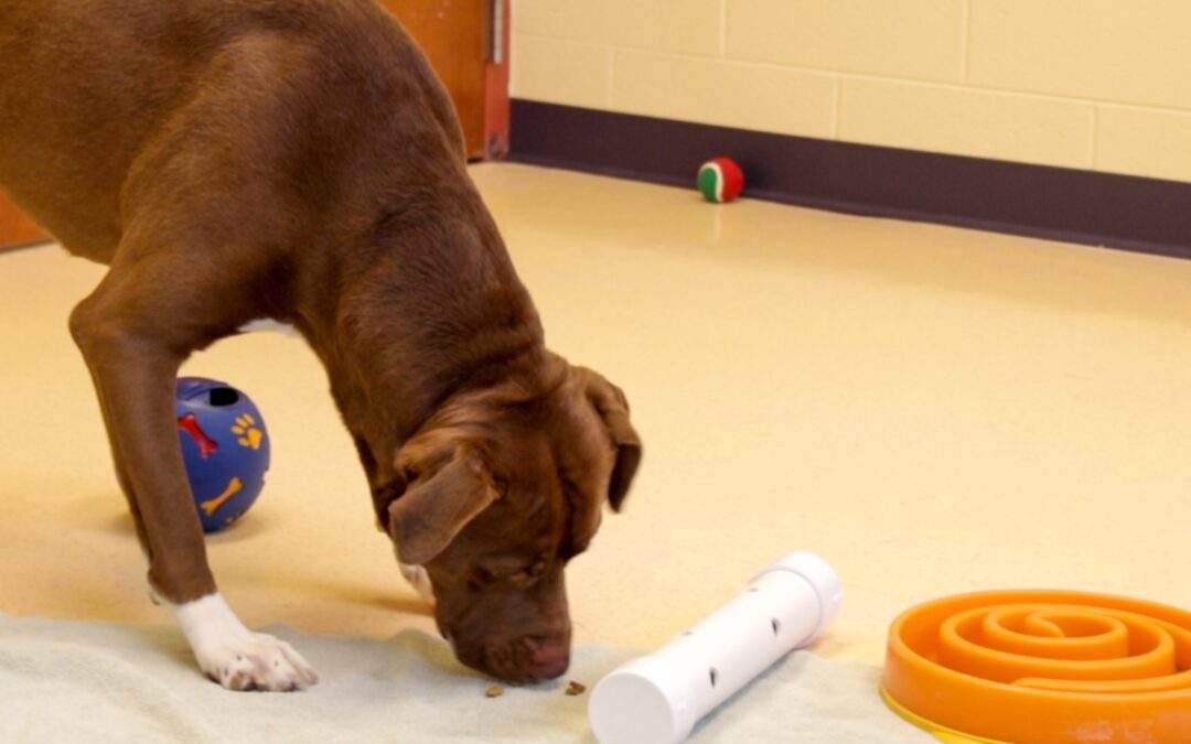 Get Creative with Canine Enrichment in the Winter