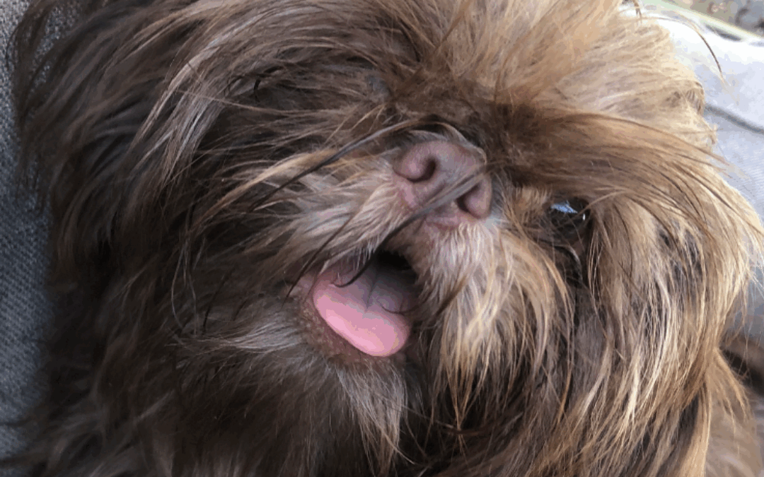 Ellie Rose Takes First Place in 2025 Pet Photo Contest