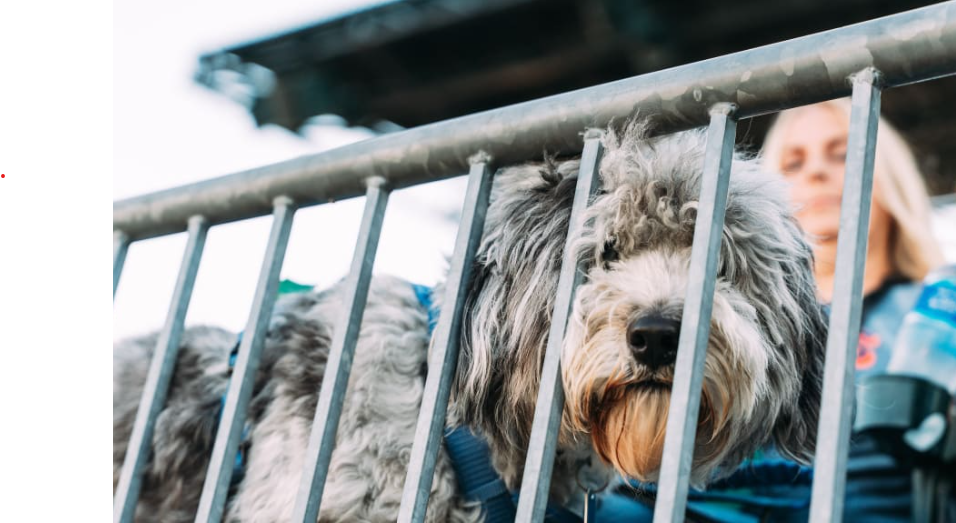 Shaggy dog at Detroit Tiger Stadium for Bark at the Park event
