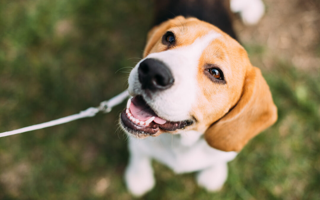 Queenie’s Law - Beagle dog on a leash