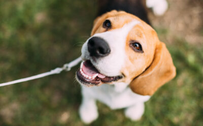 It’s Time to Pass Queenie’s Law and End Animal Testing in Michigan  